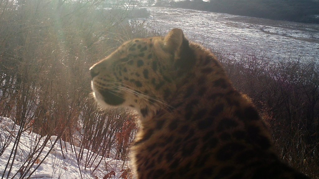 Дальневосточный леопард впервые обнаружен на новой территории в Приморье Дальневосточный леопард впервые обнаружен на новой территории в Приморье