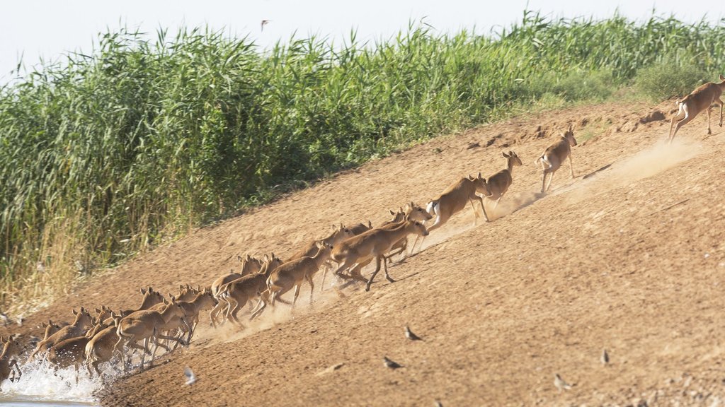Число сайгаков Северо-Западного Прикаспия выросло более чем на десять тысяч особей Число сайгаков Северо-Западного Прикаспия выросло более чем на десять тысяч особей