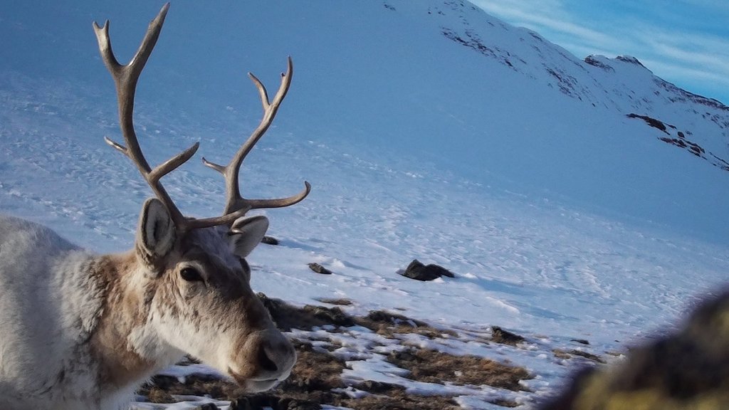 В Алтайском заповеднике обнаружили новое место зимовки северного оленя В Алтайском заповеднике обнаружили новое место зимовки северного оленя