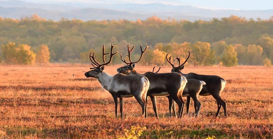 На Камчатке будут сохранять редкий подвид северного оленя На Камчатке будут сохранять редкий подвид северного оленя