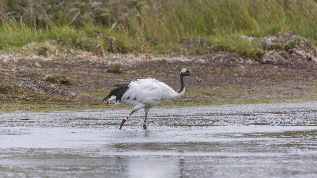 Журавль, выращенный в Хинганском заповеднике, замечен на зимовке в Китае Журавль, выращенный в Хинганском заповеднике, замечен на зимовке в Китае