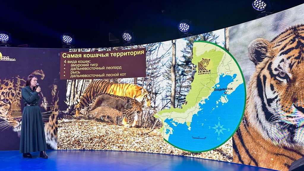 На ВДНХ прошёл День амурского тигра На ВДНХ прошёл День амурского тигра