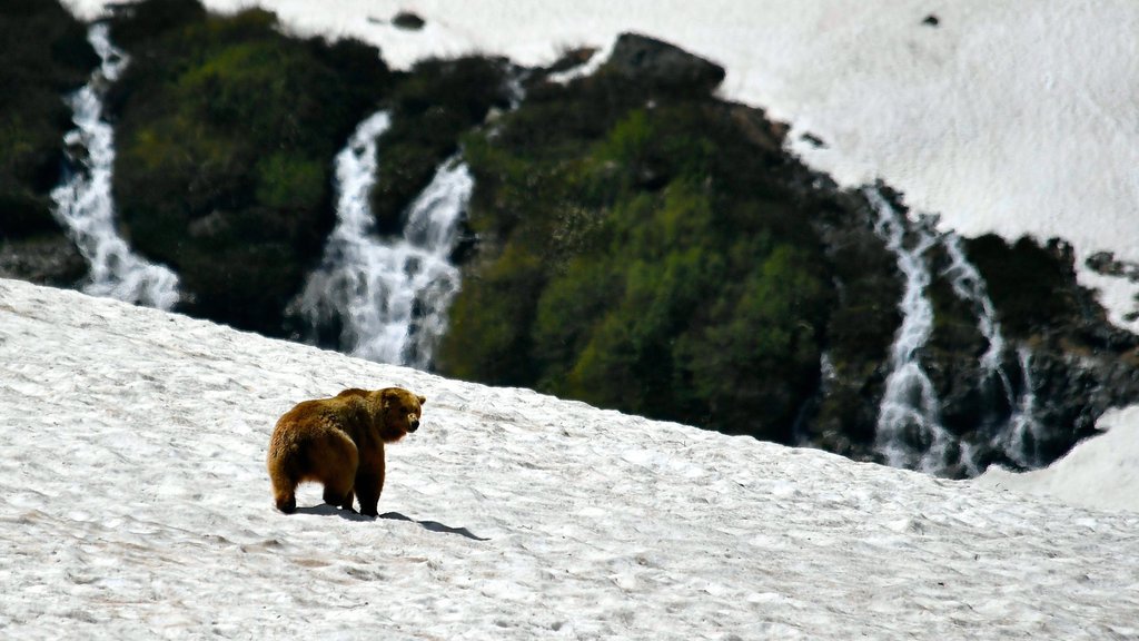 В Кавказском заповеднике подвели итоги учёта медведей В Кавказском заповеднике подвели итоги учёта медведей