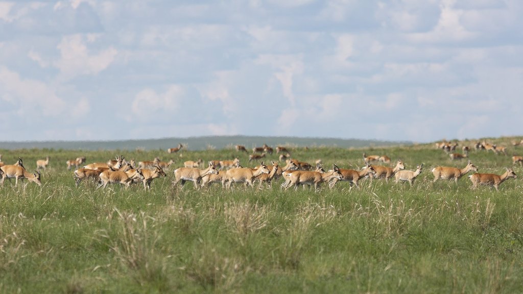 В Сохондинском заповеднике посчитали численность дзеренов В Сохондинском заповеднике посчитали численность дзеренов