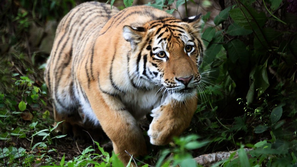 Утверждена новая редакция стратегии сохранения амурского тигра Утверждена новая редакция стратегии сохранения амурского тигра