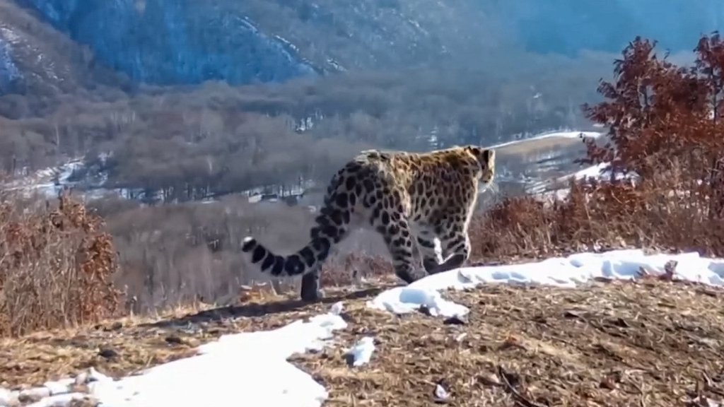 Фотоловушка впервые запечатлела в дикой природе спасённого леопарда Фотоловушка впервые запечатлела в дикой природе спасённого леопарда