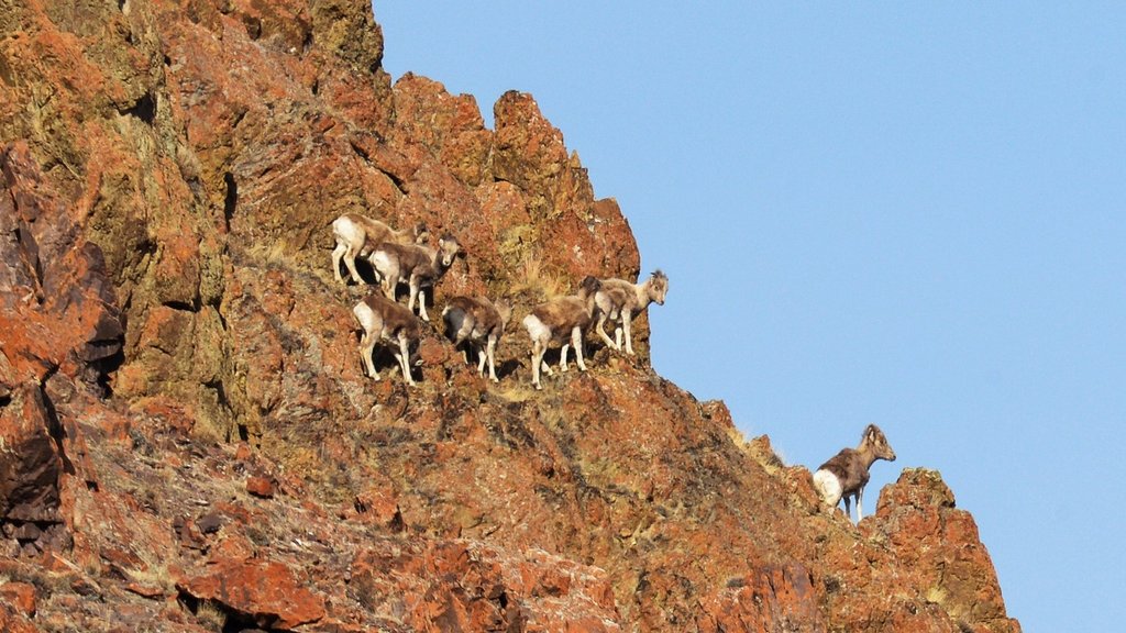 Появление аргали зафиксировали в Забайкальском крае Появление аргали зафиксировали в Забайкальском крае