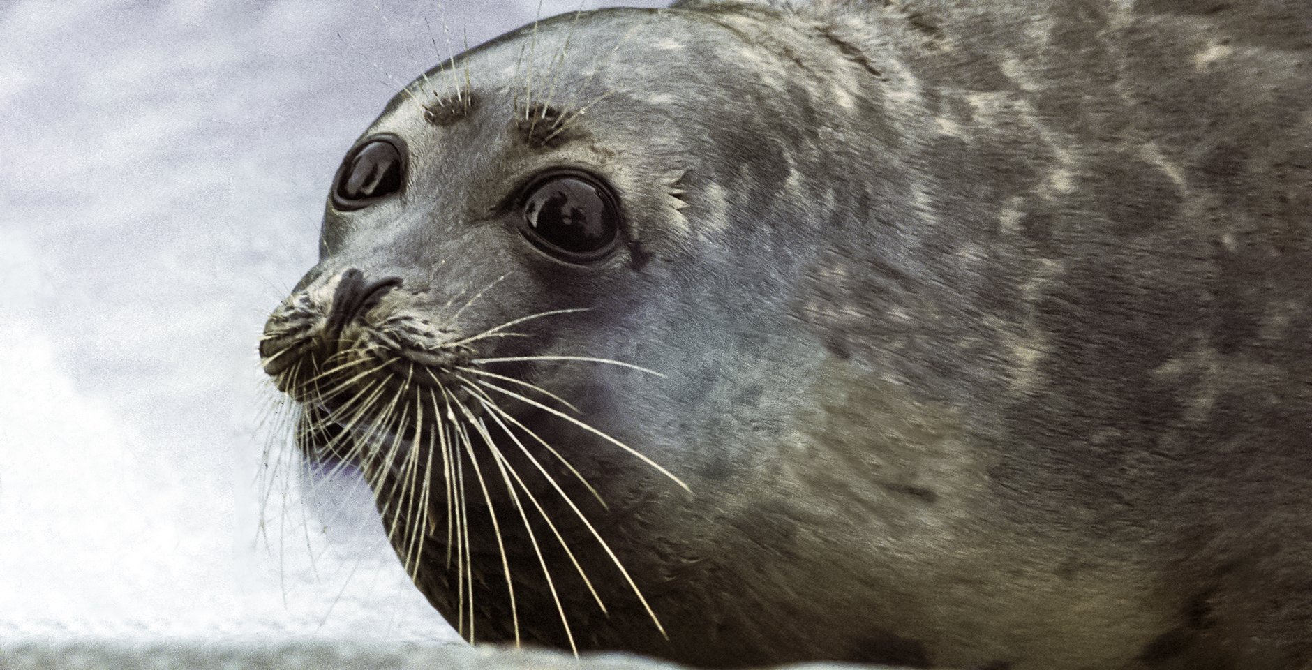 Каспийский тюлень. Фото: РИА Новости, В. Калиничев