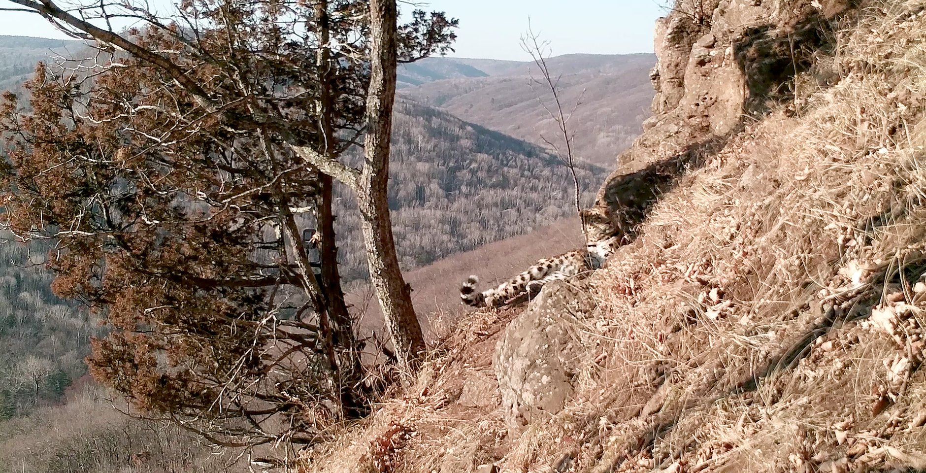 Многодетная самка леопарда замечена отдыхающей от котят