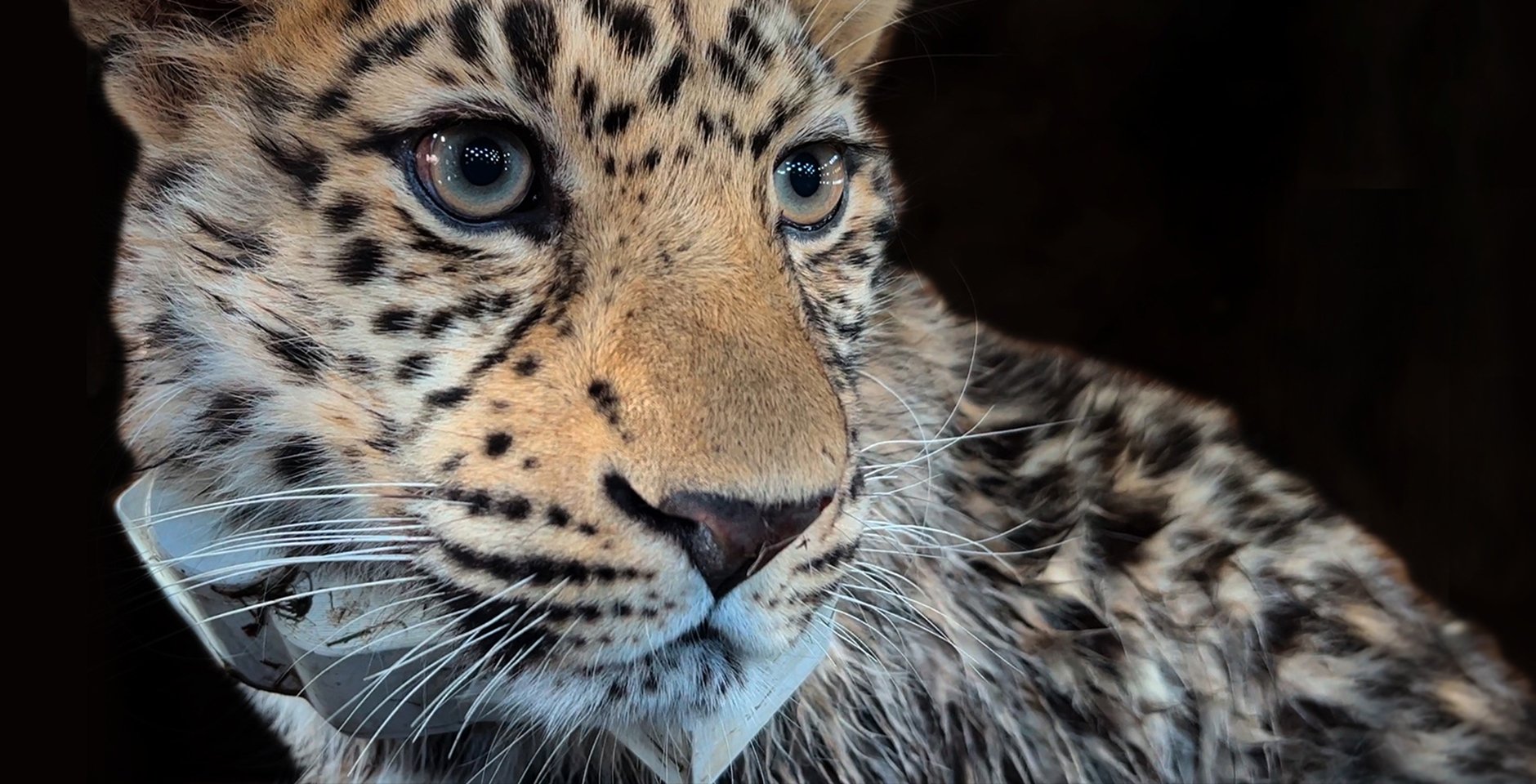 Leo 260M. Фото: пресс-служба национального парка «Земля леопарда»