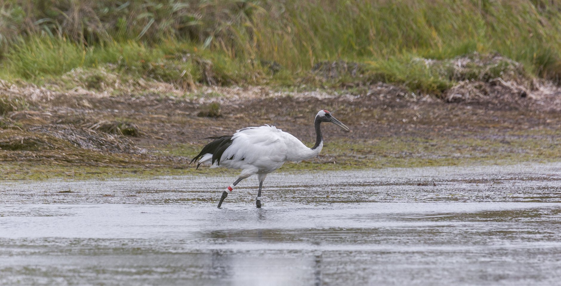 Японский журавль. Фото: Игорь Дмитриев