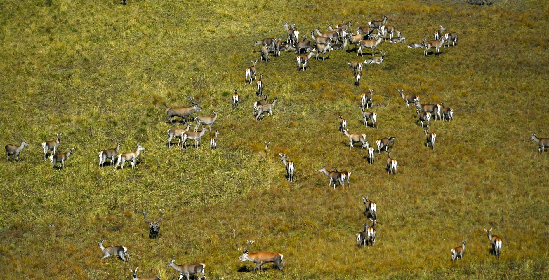 Благородные олени. Кавказский заповедник. Фото: Сергей Трепет