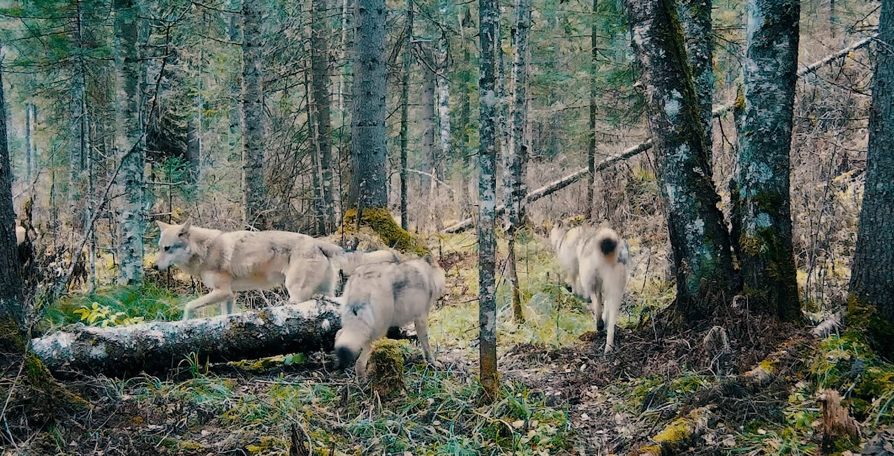 Стая волков в нацпарке «Шушенский бор»