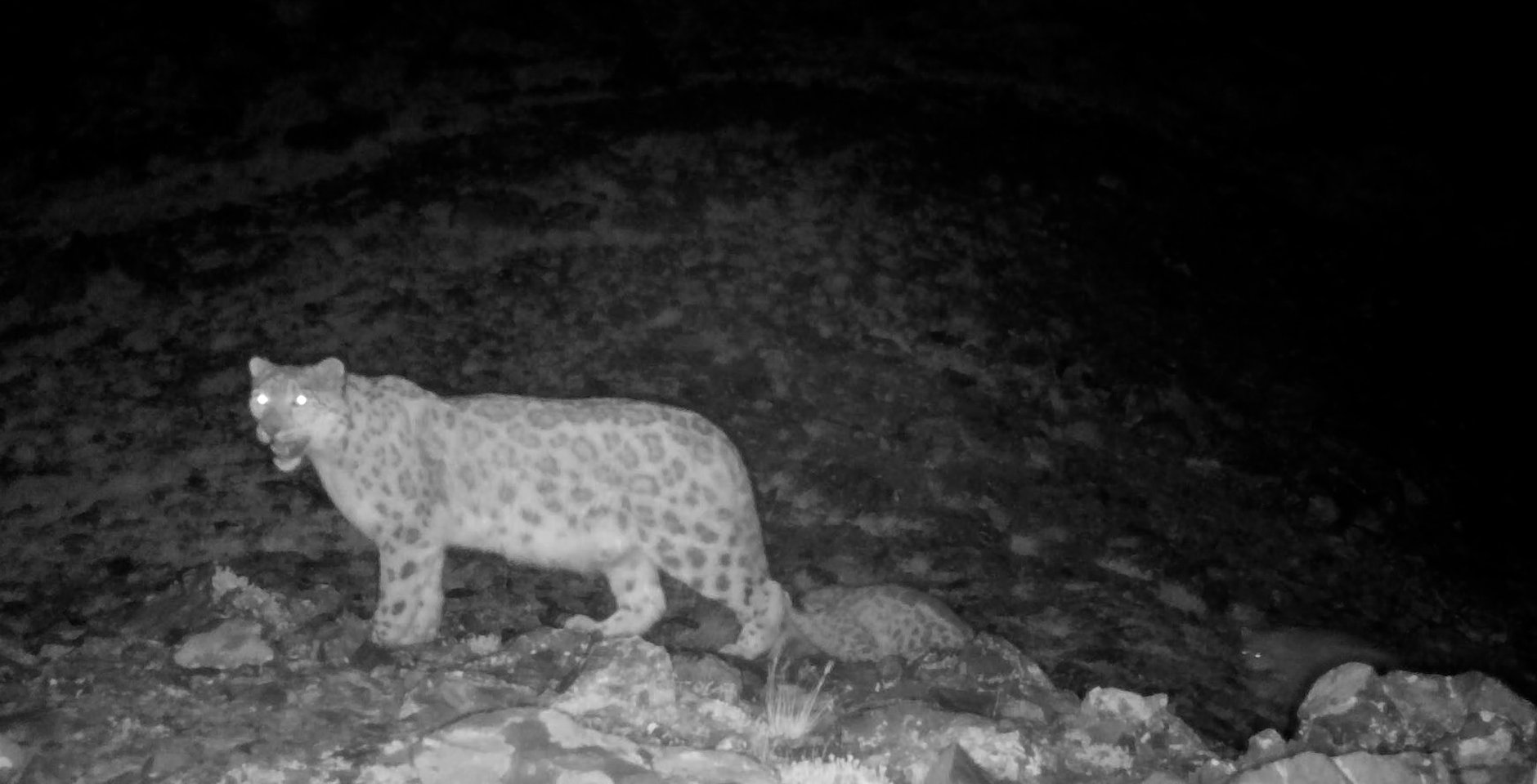 Самка снежного барса и трое котят на ночной прогулке. Фото: Национальный парк «Сайлюгемский»