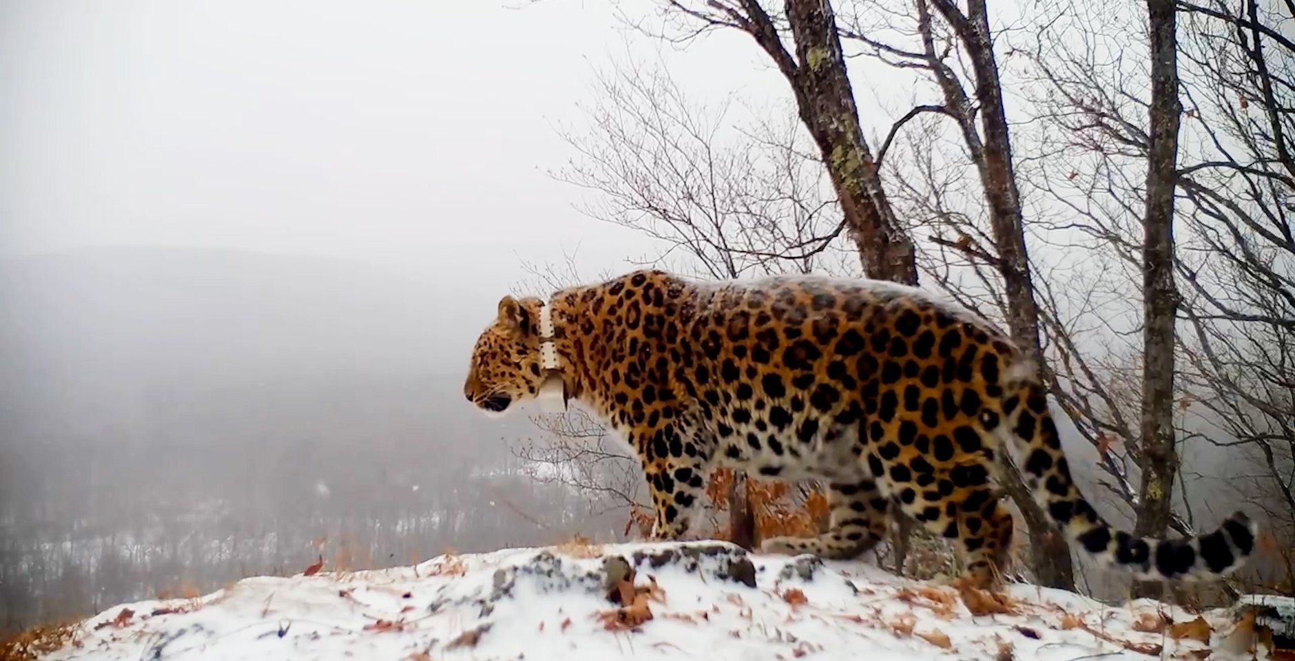 В нацпарке «Земля леопарда» зафиксирован леопард-долгожитель