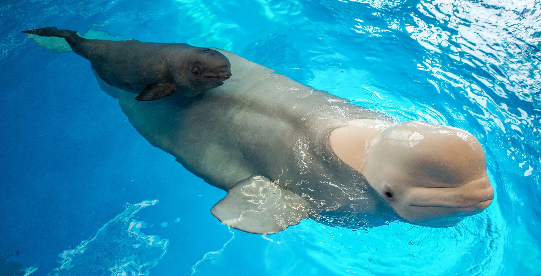 Белуха с детёнышем. Фото: ННЦМБ ДВО РАН