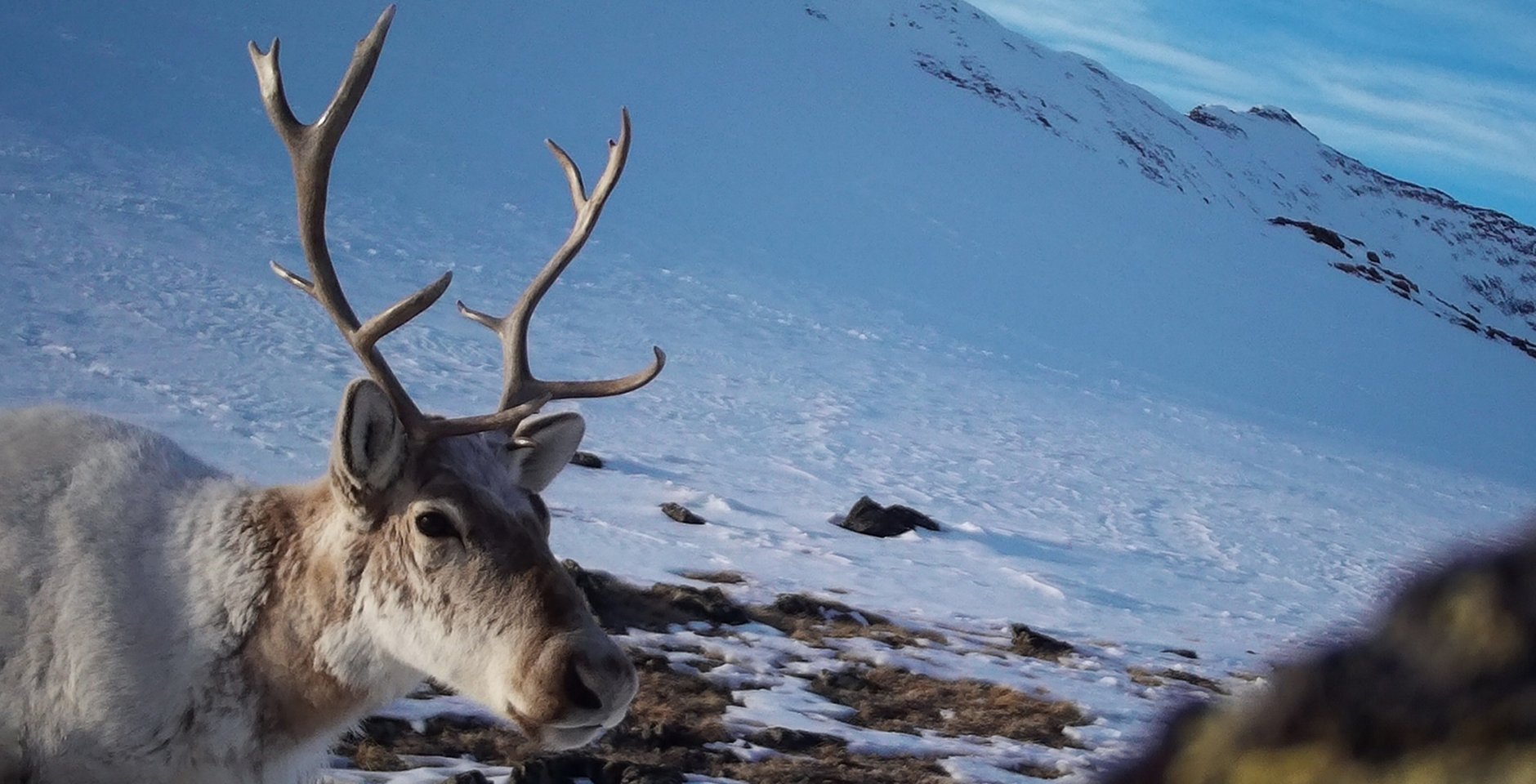 Северные олени в Алтайском заповеднике
