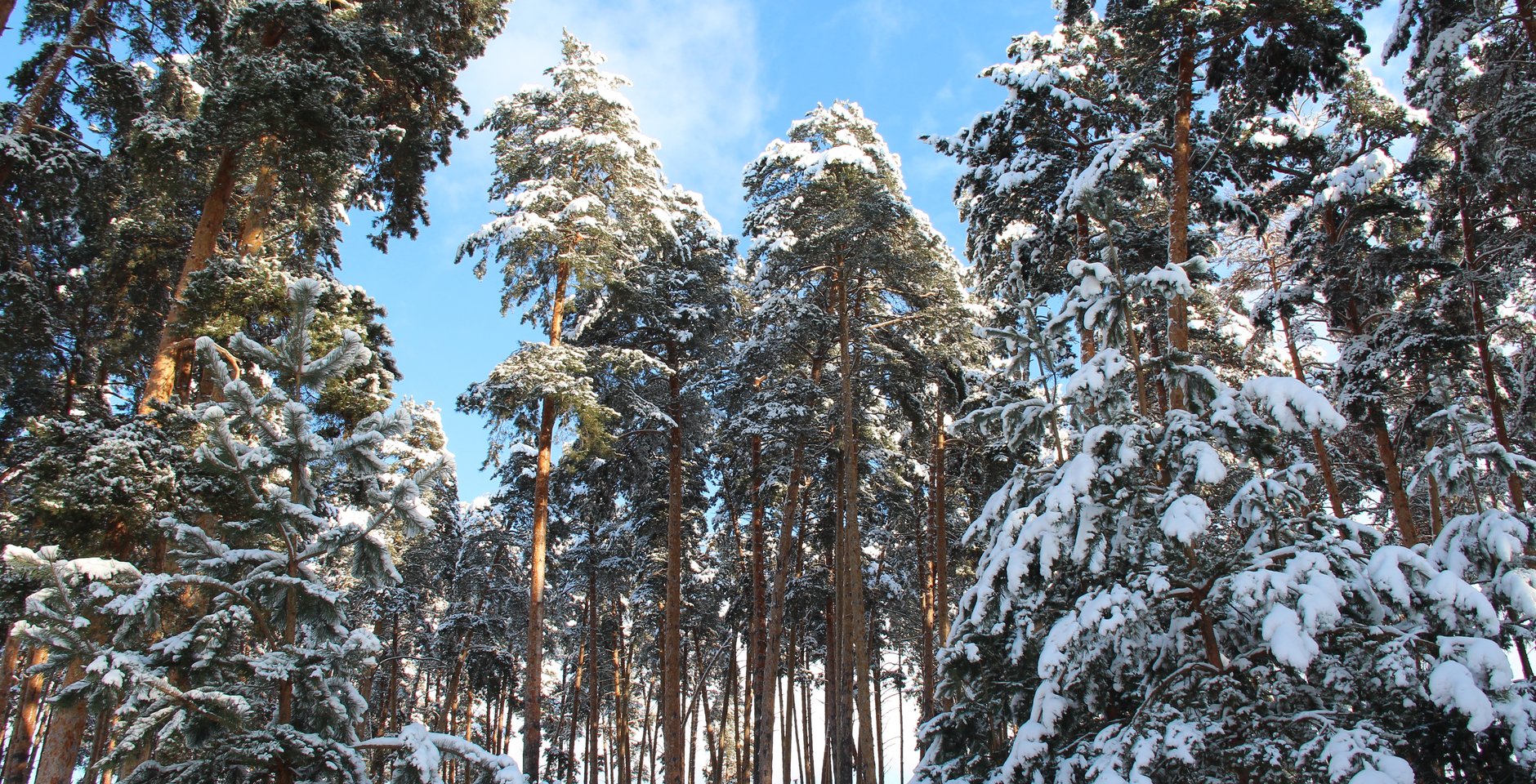 Зимние красоты национального парка «Смольный». Фото: Дарья Коновалова