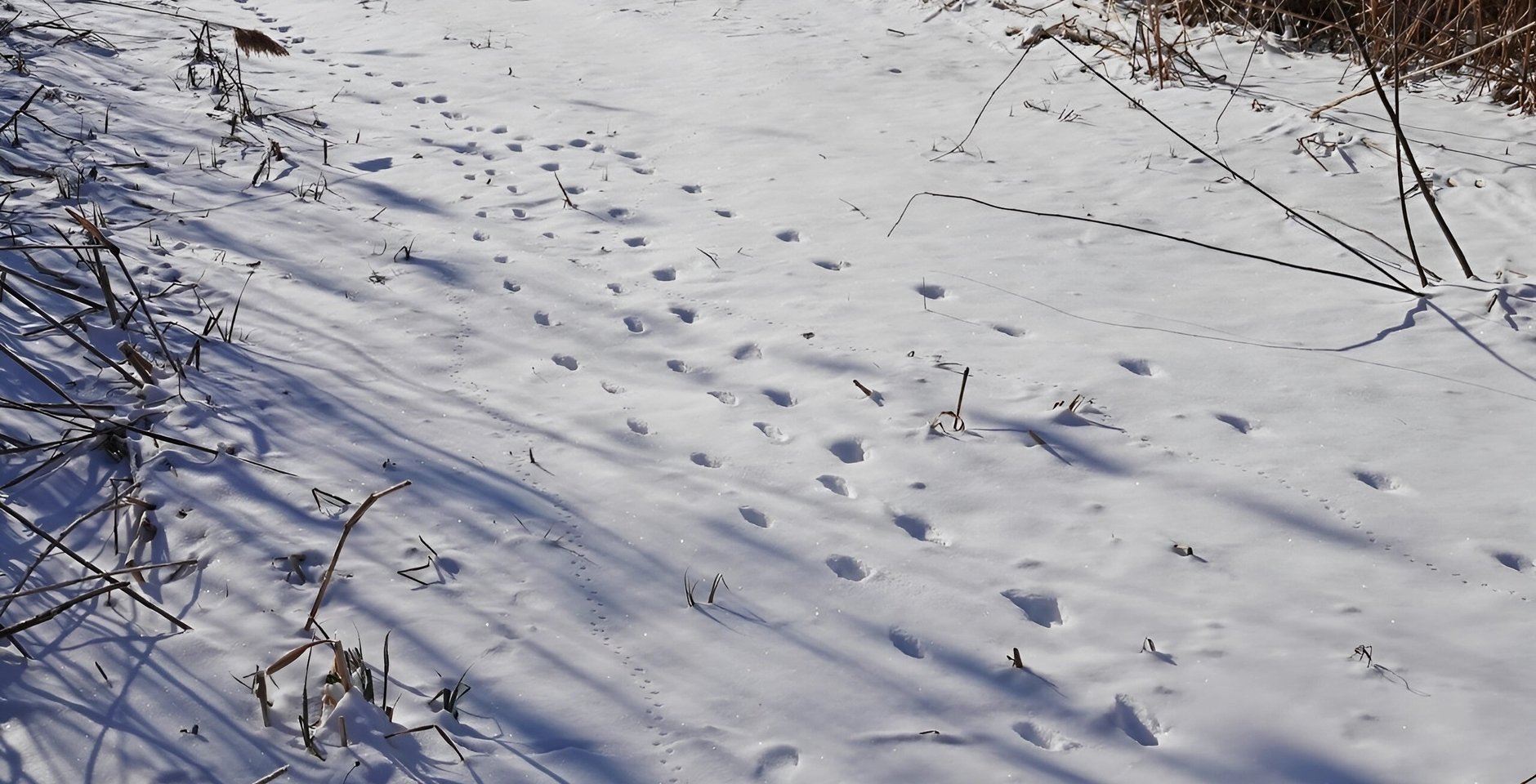 Следы на снегу. Астраханский заповедник. Фото: Марина Вильданова