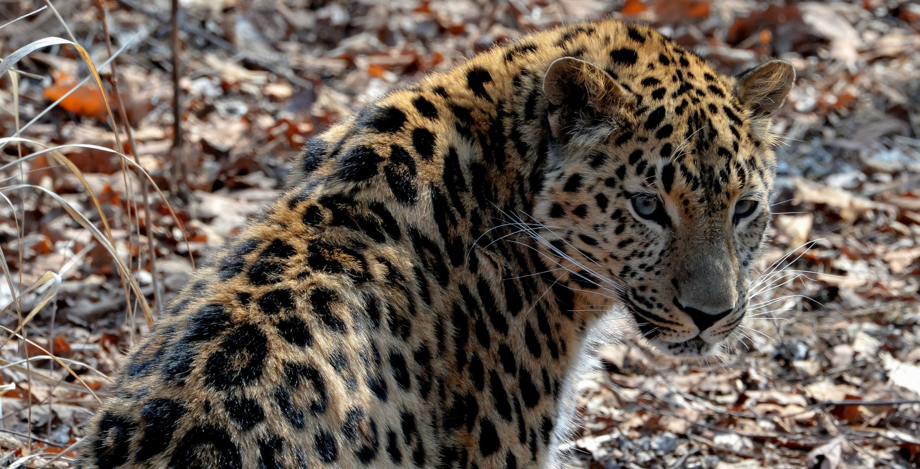 Дальневосточный леопард. Фото: РИА Новости, Виталий Аньков