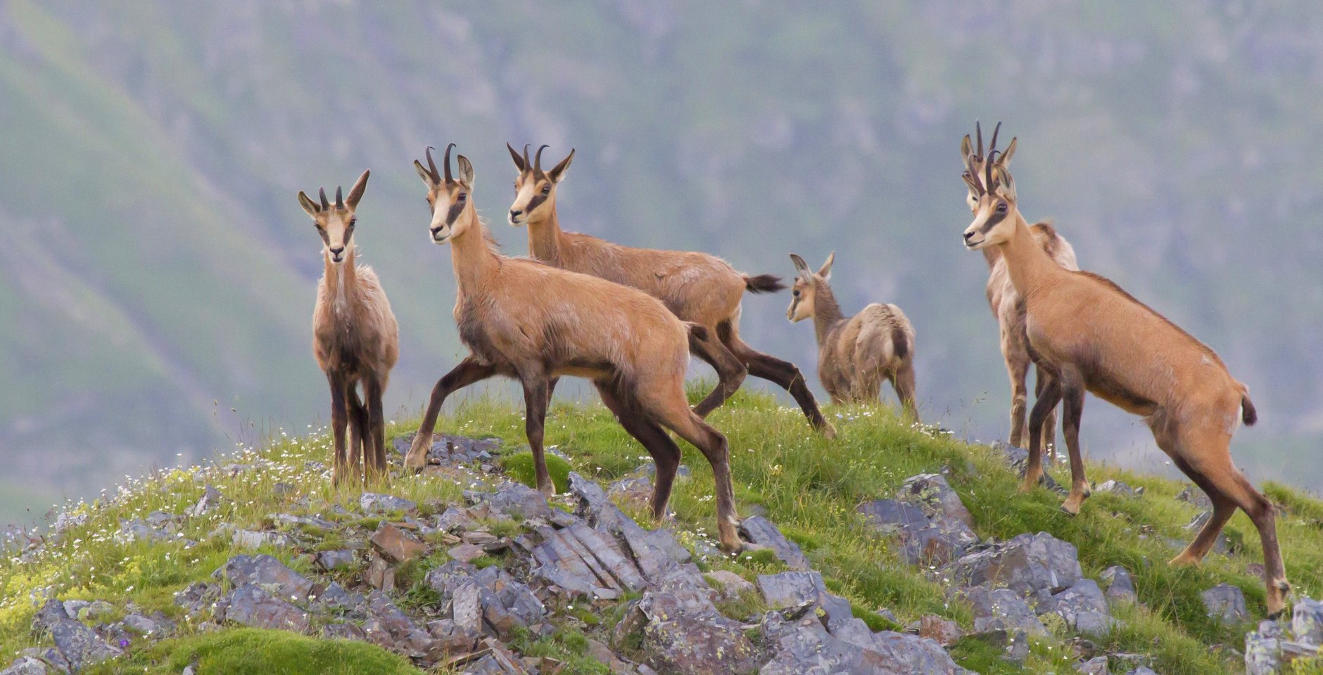 Серны. Фото: Александр Перевозов
