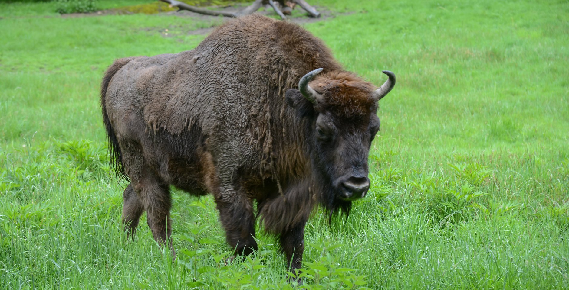 Зубр. Фото: РИА Новости, Игорь Онучин