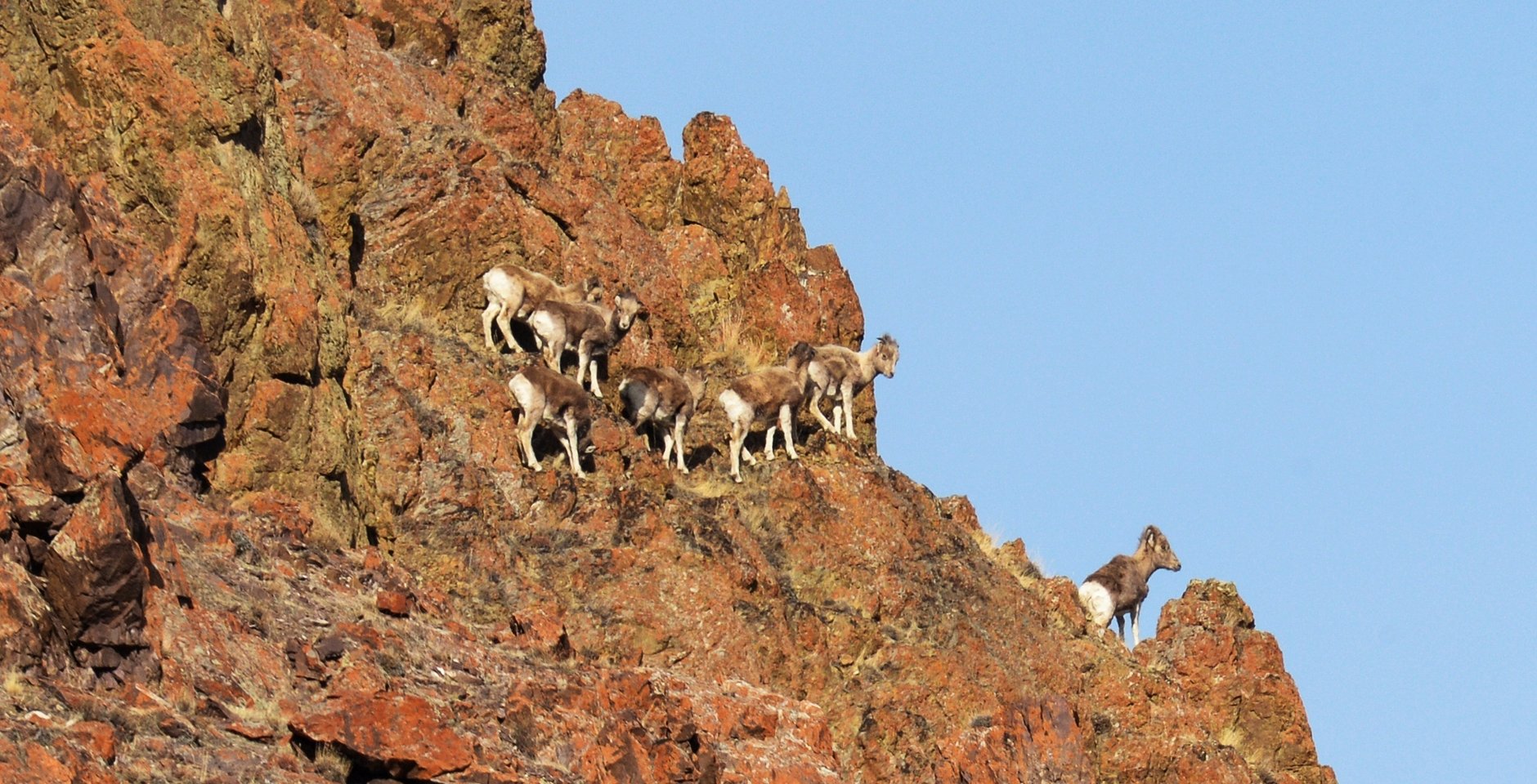 Алтайский горный баран (аргали). Фото: РИА Новости, Александр Кряжев