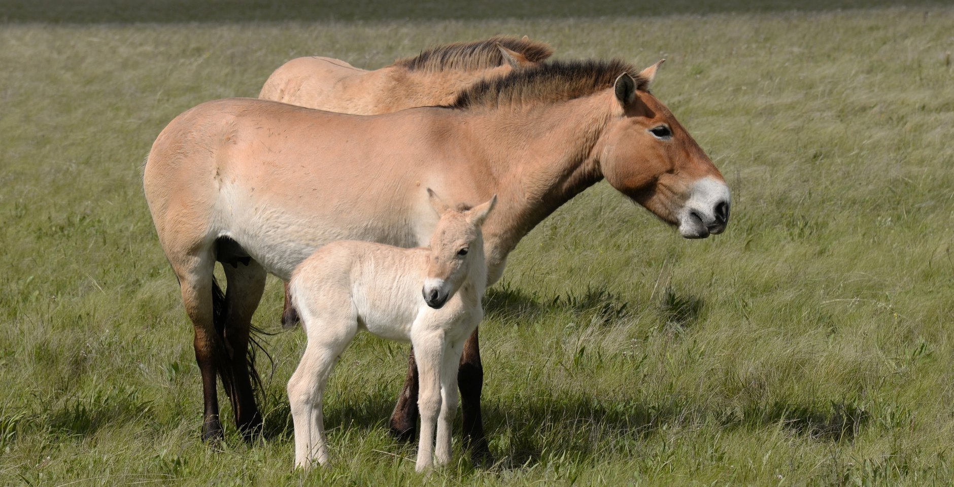 Жеребёнок и лошади Пржевальского. Оренбургский заповедник. Фото: Е.А. Булгаков