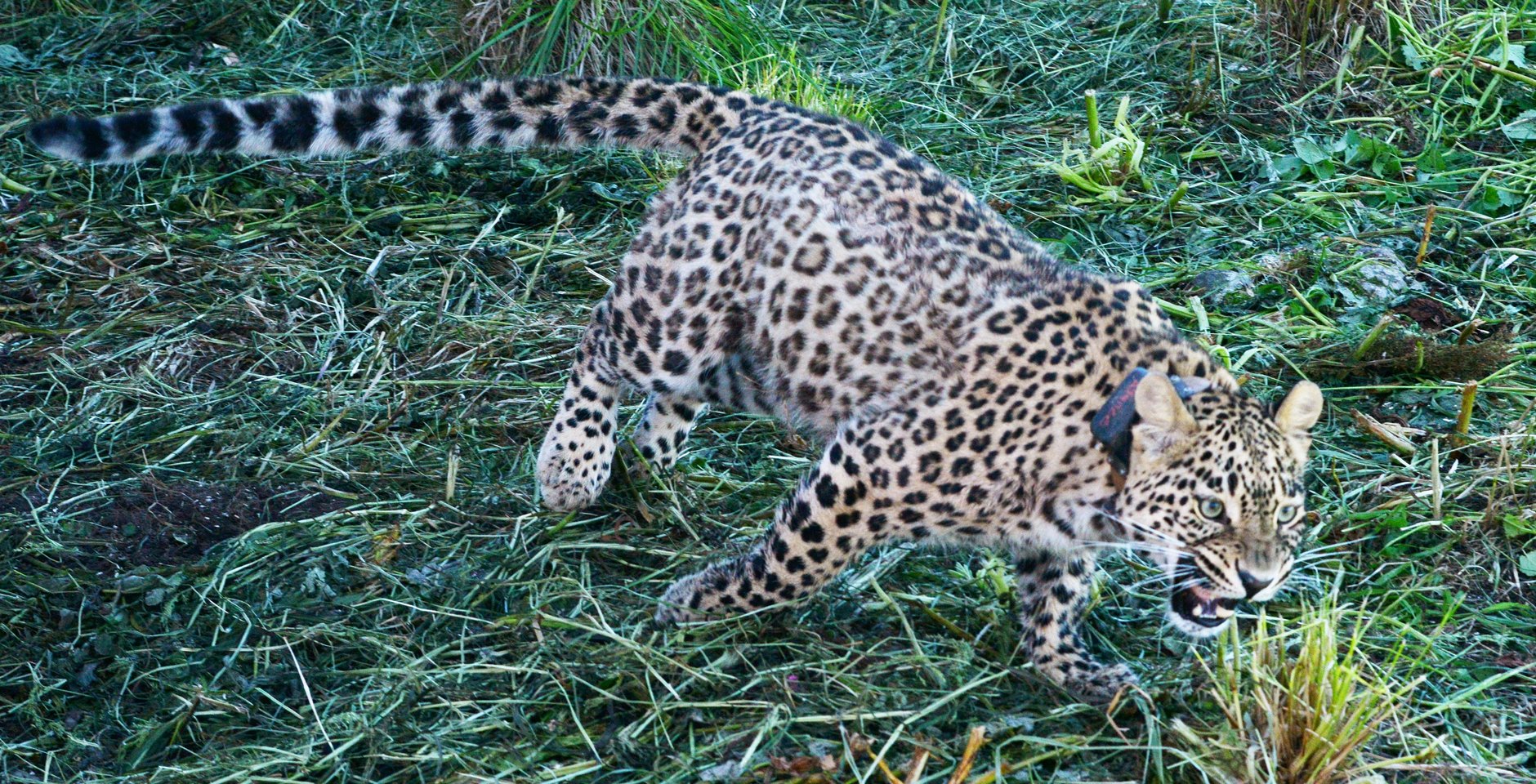 Выпуск самки переднеазиатского леопарда в дикую природу на территории Кавказского заповедника. Фото: РИА Новости, Игорь Онучин