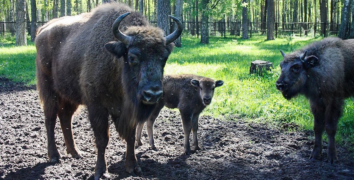 500-й зубрёнок в Окском заповеднике. Фото: Окский заповедник