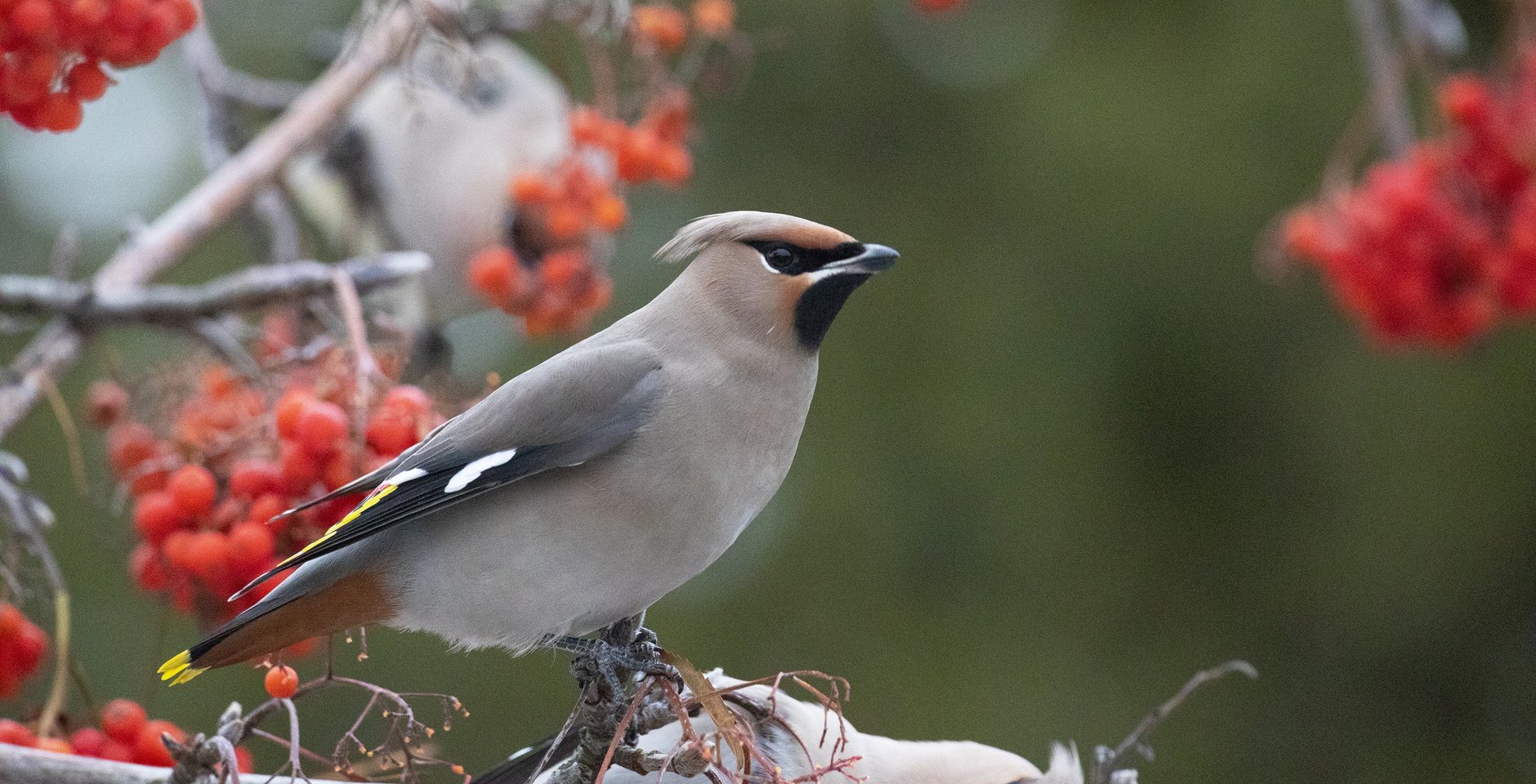 Свиристель. Фото: Игорь Дмитриев