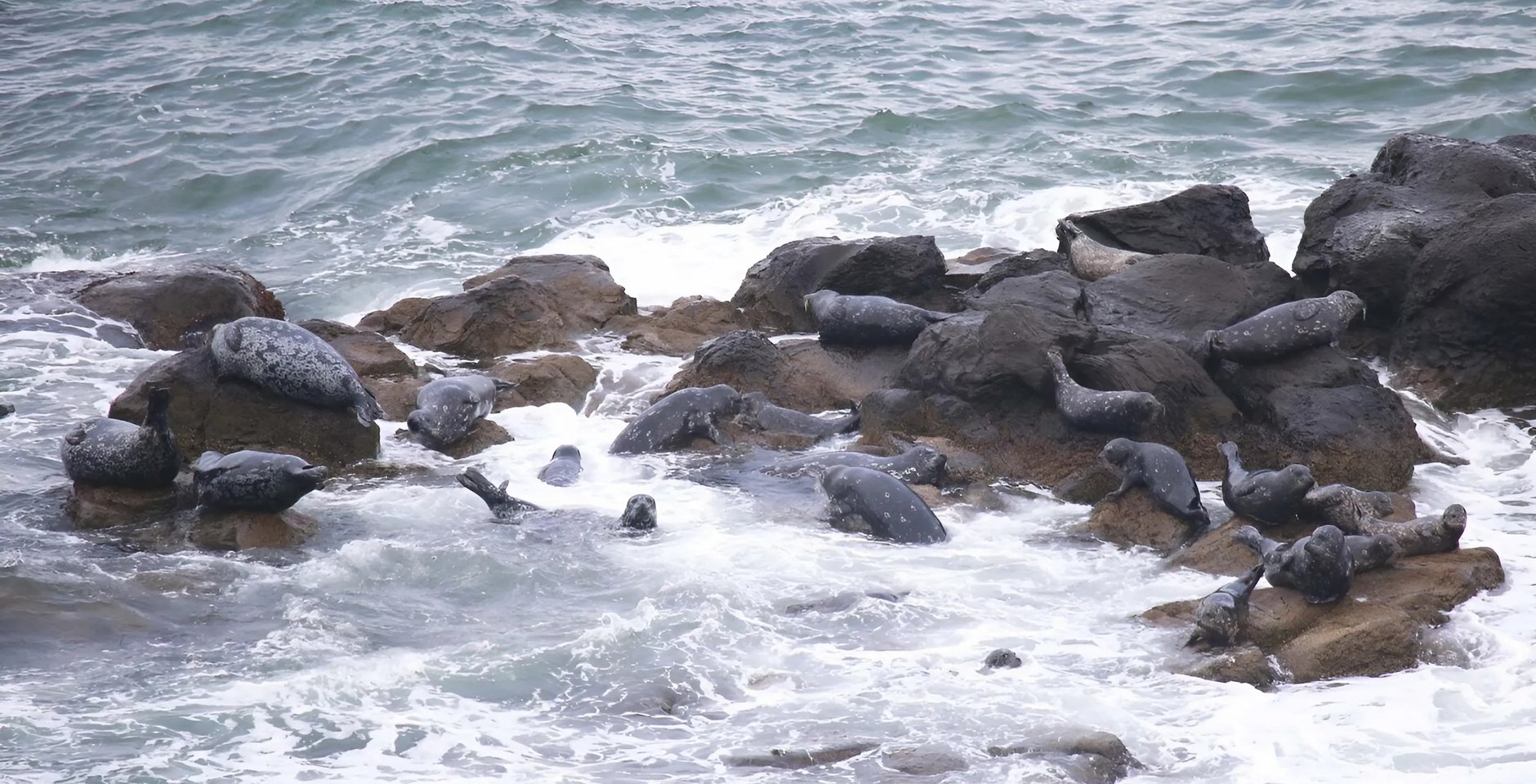 Антуры в акватории Южно-Курильского мыса. Курильский заповедник. Фото: Сергей Стефанов