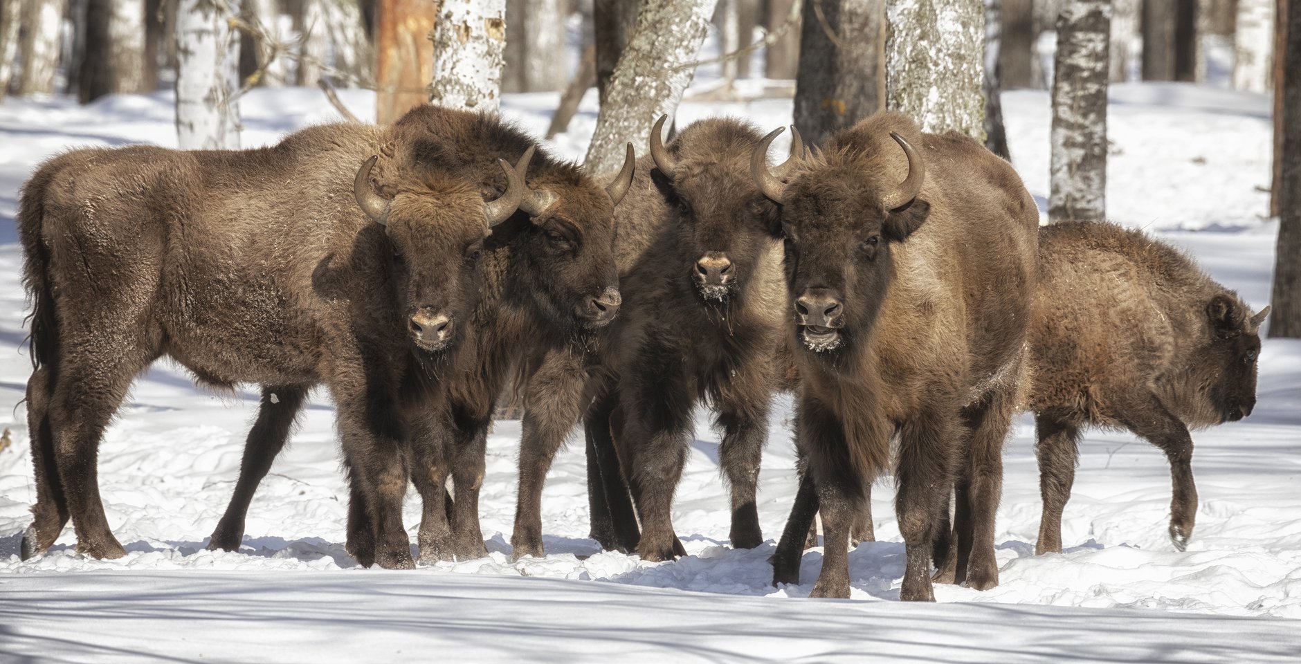 Зубры. Окский заповедник. Фото: Игорь Дмитриев