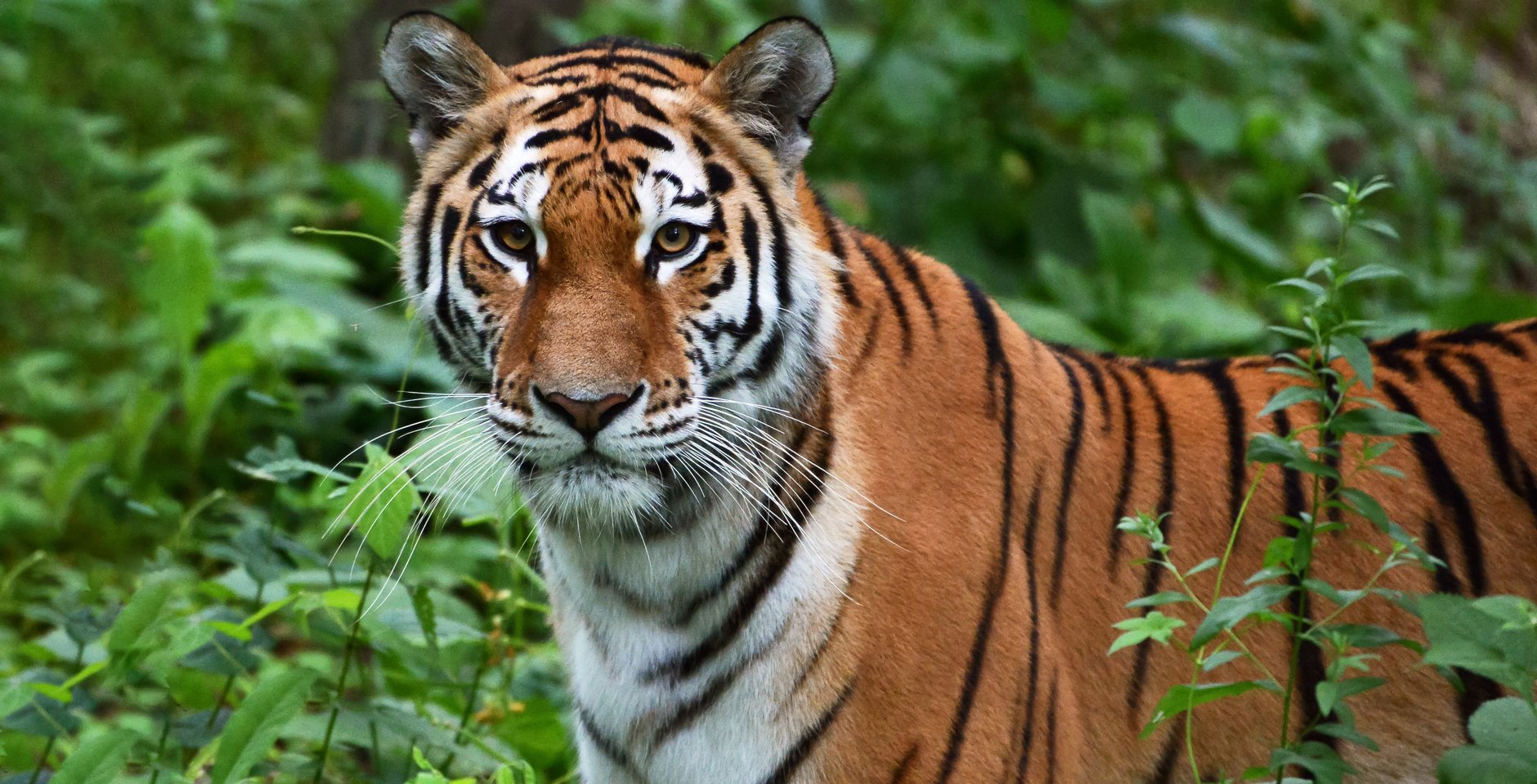 Амурский тигр. Фото: РИА Новости, Виталий Аньков