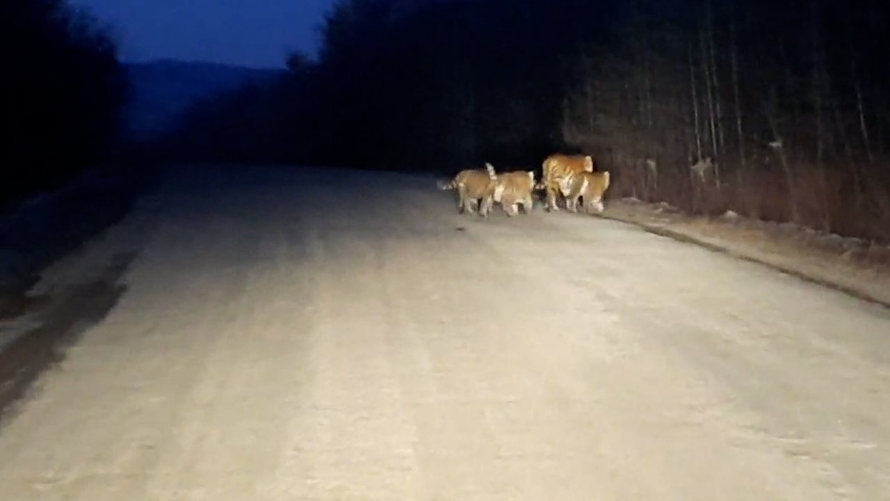 Три котёнка амурского тигра идут вслед за мамой. Сихотэ-Алинский заповедник. Фото: Сергей Шустов