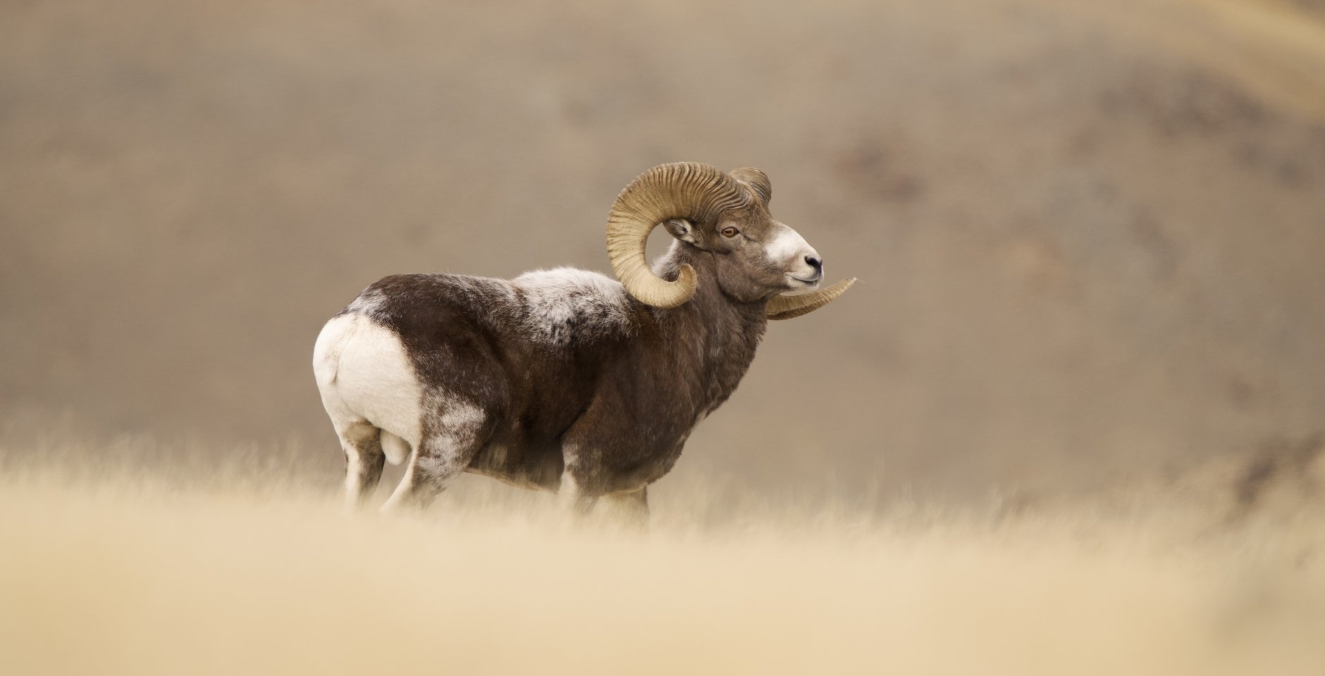 Алтайский горный баран (аргали). Фото: Денис Гуляев