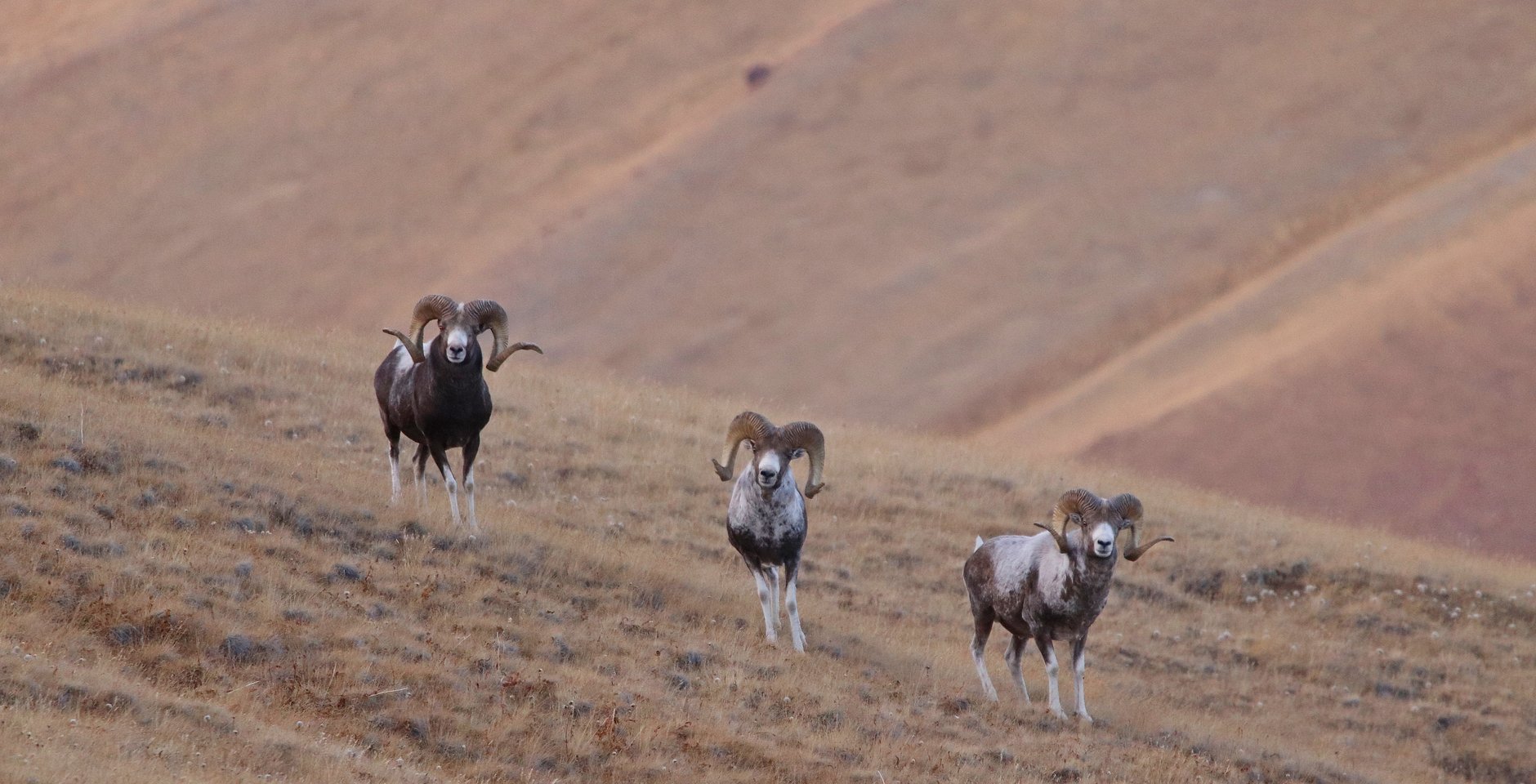 Стоковые фотографии по запросу Rocky mountain bighorn