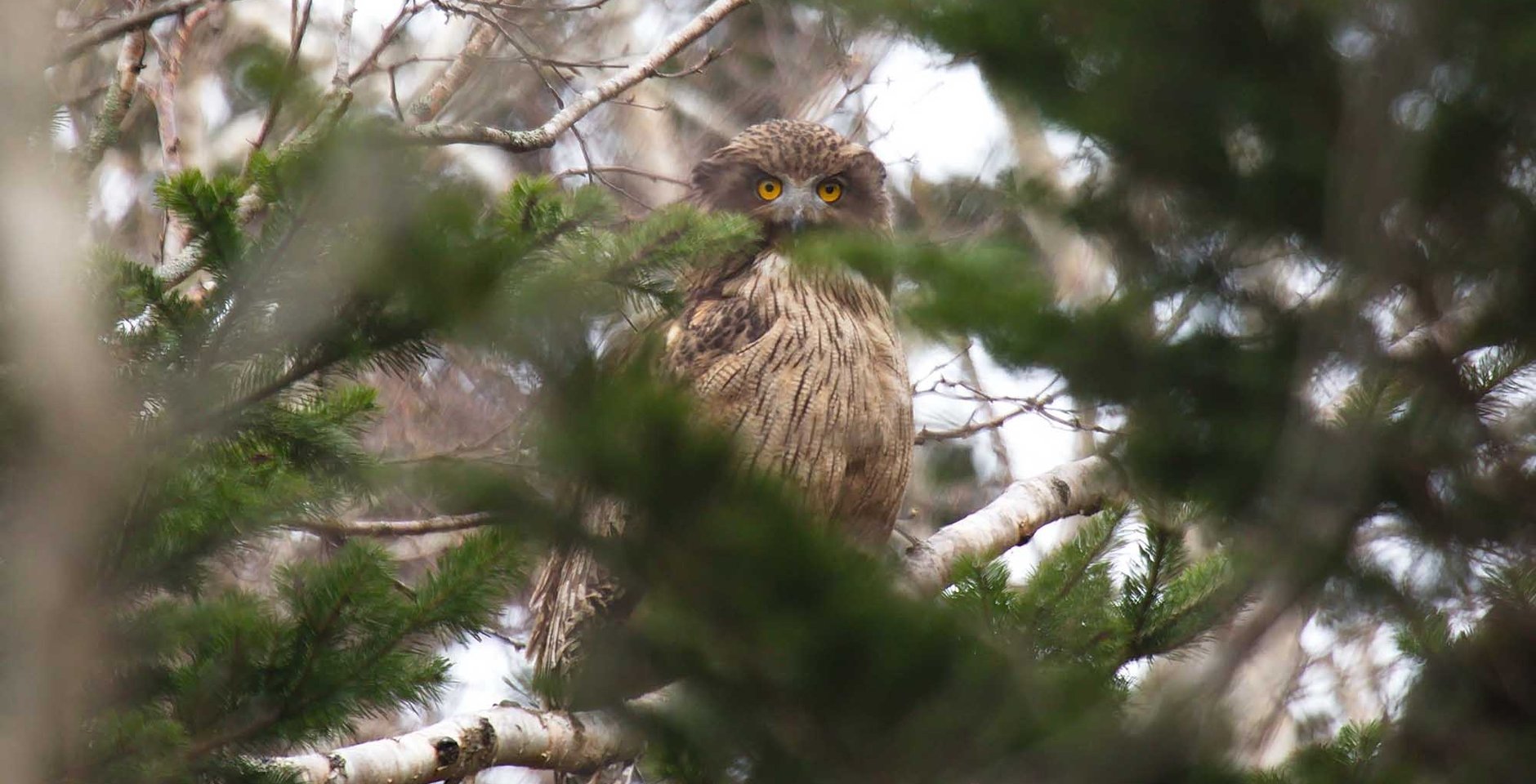 Рыбный филин. Курильский заповедник. Фото: Сергей Стефанов