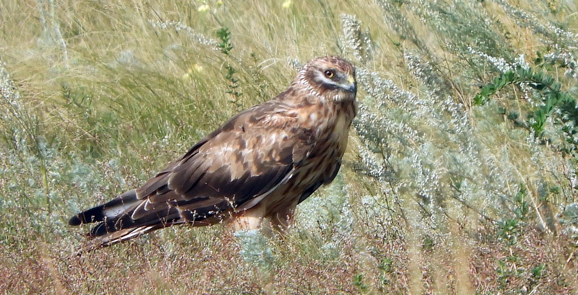 Степной лунь, самка. Фото: А.В. Давыгора