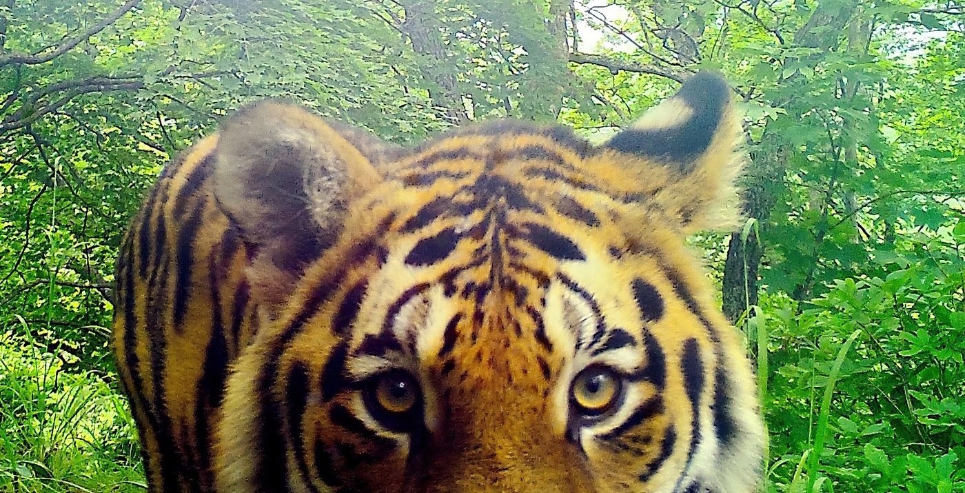 Амурский тигр на обходе своего участка