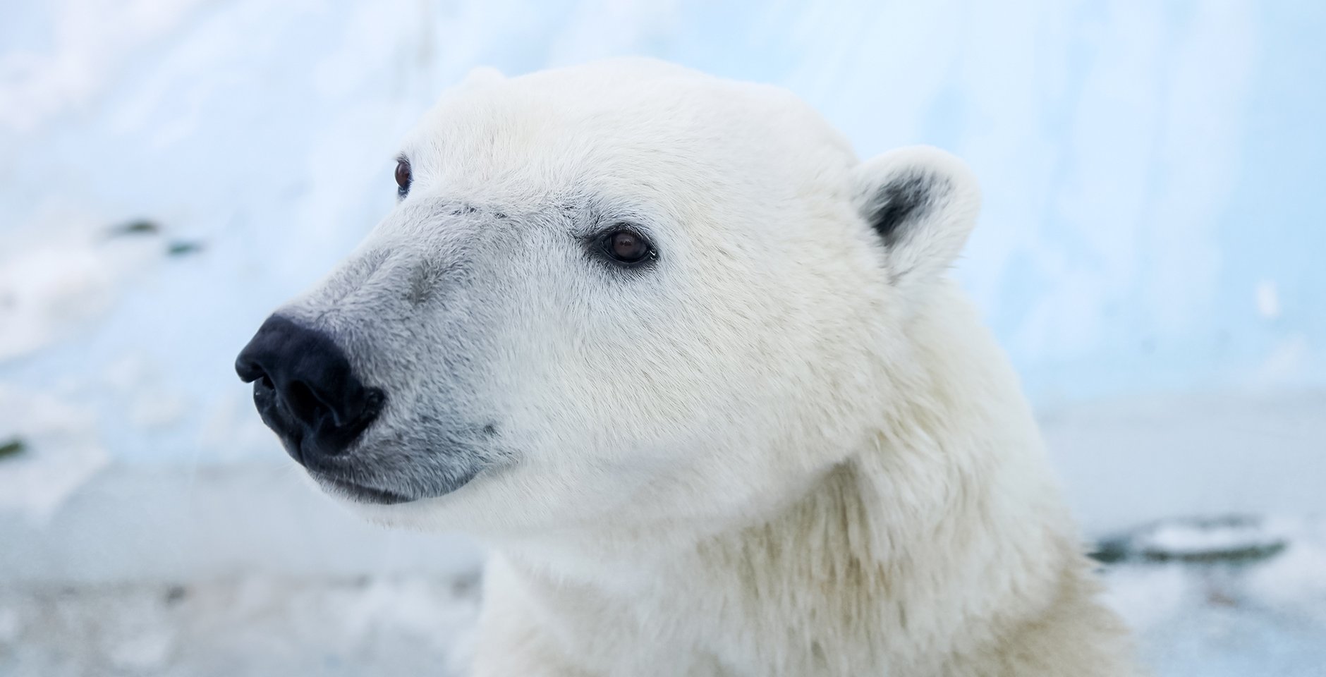 ТЕСТ Белый медведь 2