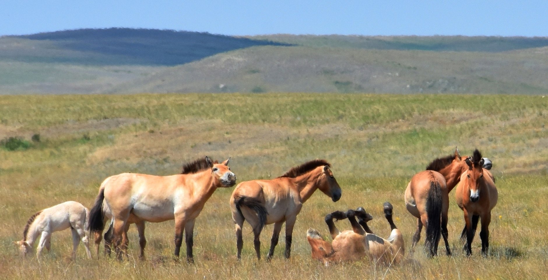 Лошади Пржевальского в Предуральской степи. Оренбургский заповедник. Фото: Д.Г. Немальцев