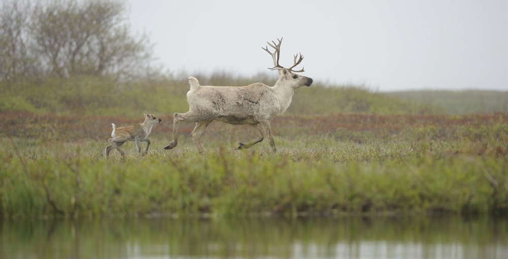 Северные олени. Кроноцкий заповедник. Фото: Игорь Шпиленок