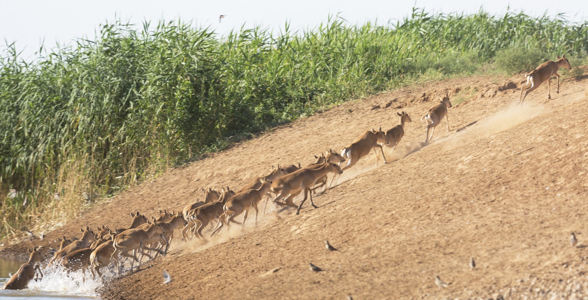 Сайгаки на переходе. Заповедник «Чёрные земли». Фото: Игорь Дмитриев