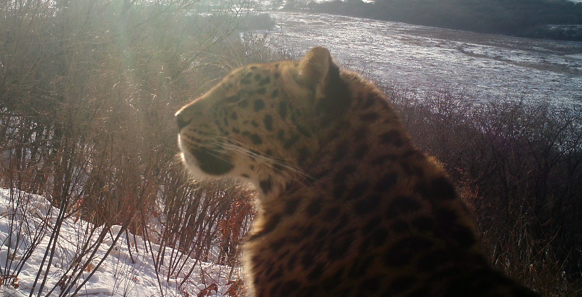 Леопард впервые попал в кадр фотоловушки в Октябрьском округе Приморья