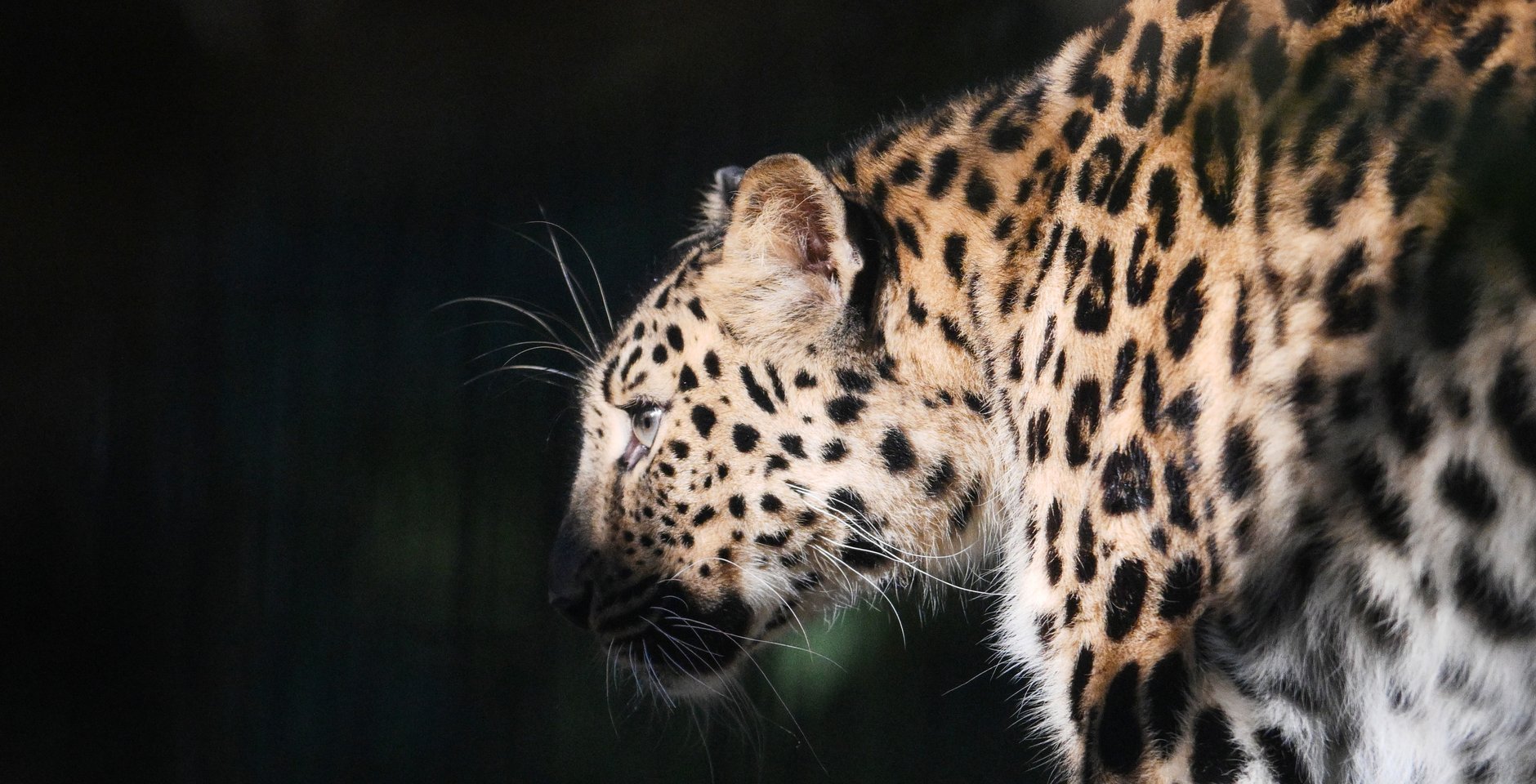 Самка дальневосточного леопарда. Фото: РИА Новости, Александр Кряжев