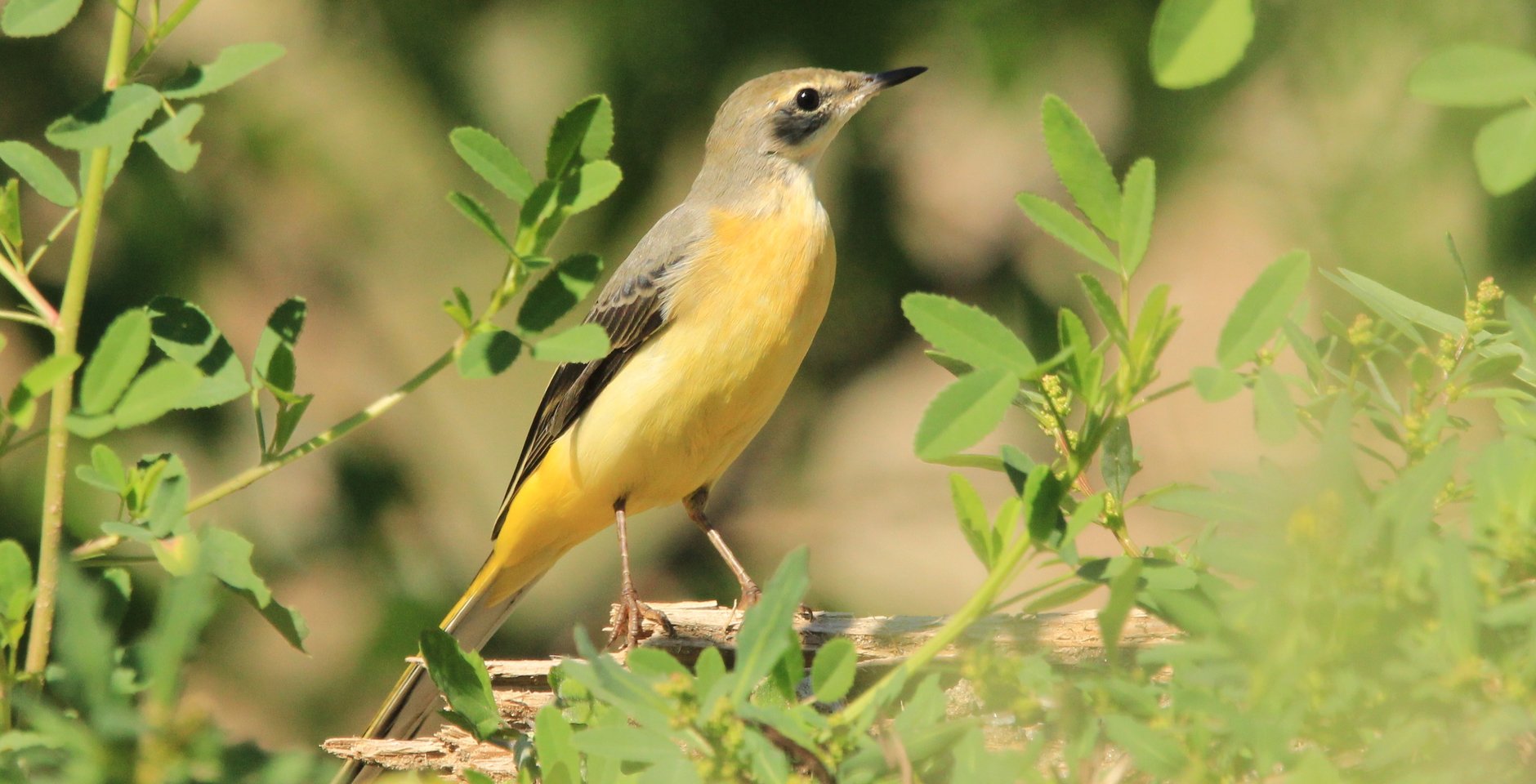 Горная трясогузка. Национальный парк «Таганай». Фото: Юрий Редькин