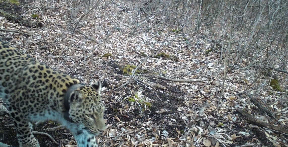В объектив фотоловушки попала самка переднеазиатского леопарда Лаура, выпущенная в 2022 году на территории Северной Осетии. Фото: Институт проблем экологии и эволюции им. А.Н.Северцова