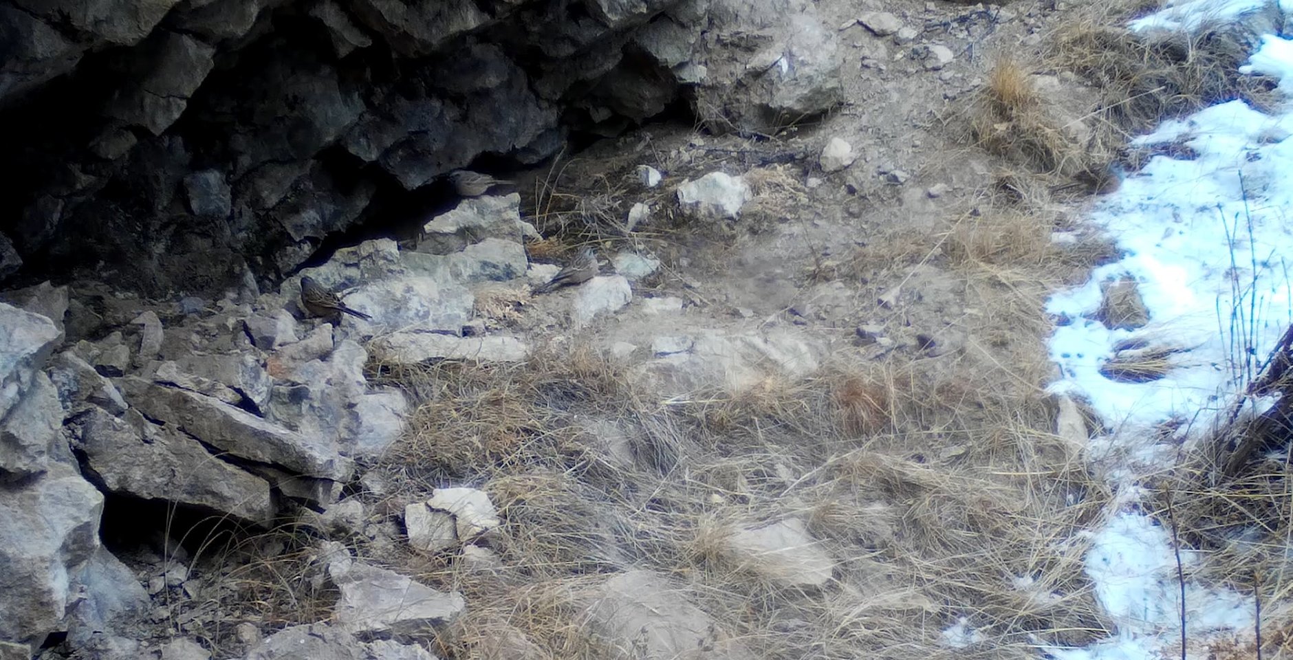 Овсянка Годлевского