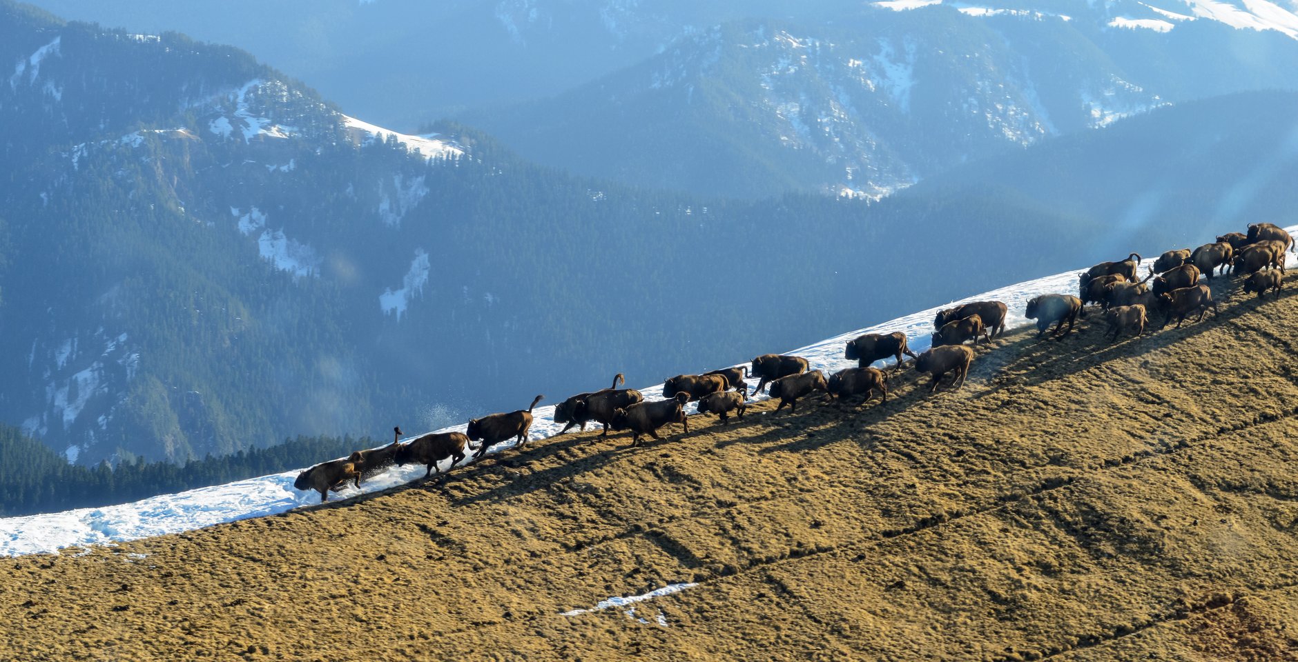 Зубры на территории Кавказского государственного природного биосферного заповедника имени Х.Г.Шапошникова. Фото: РИА Новости, Игорь Онучин
